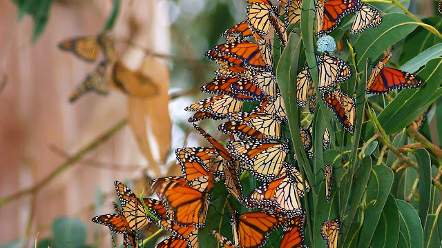 The-best-top-desktop-butterflies-wallpaper-hd-butterfly-wallpaper-51