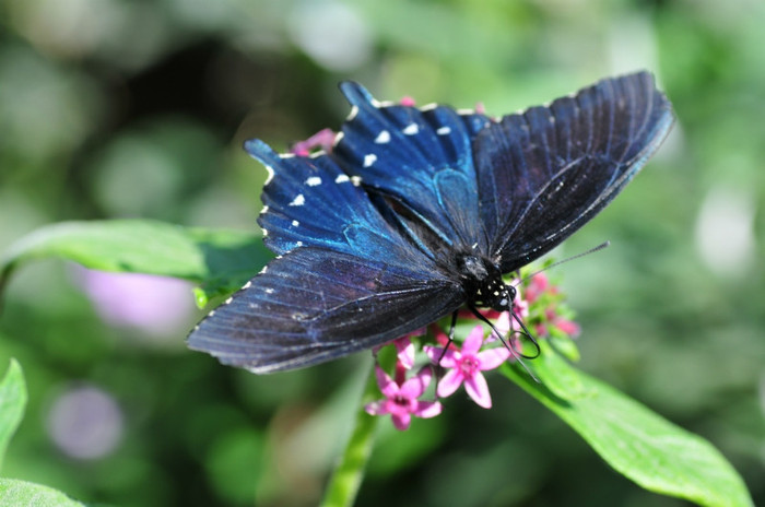pipevine-swallowtail-butterfly