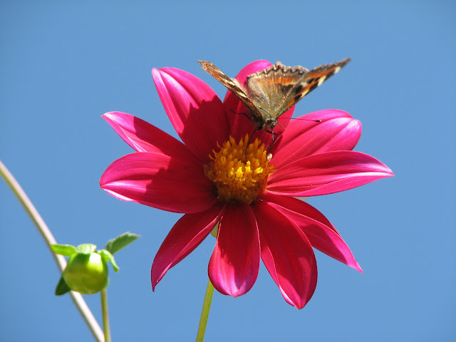 The-best-top-desktop-butterflies-wallpaper-hd-butterfly-wallpaper-1