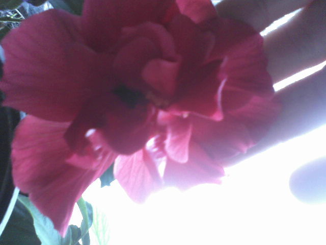 P10-03-12_09.19 - hibiscus