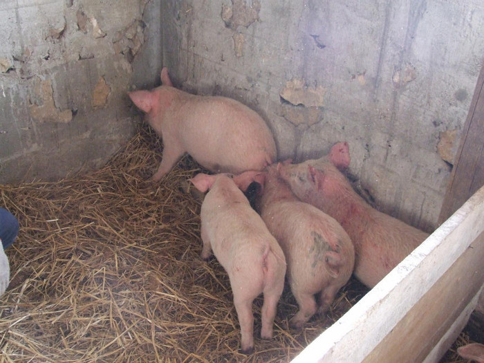 6 - Porci