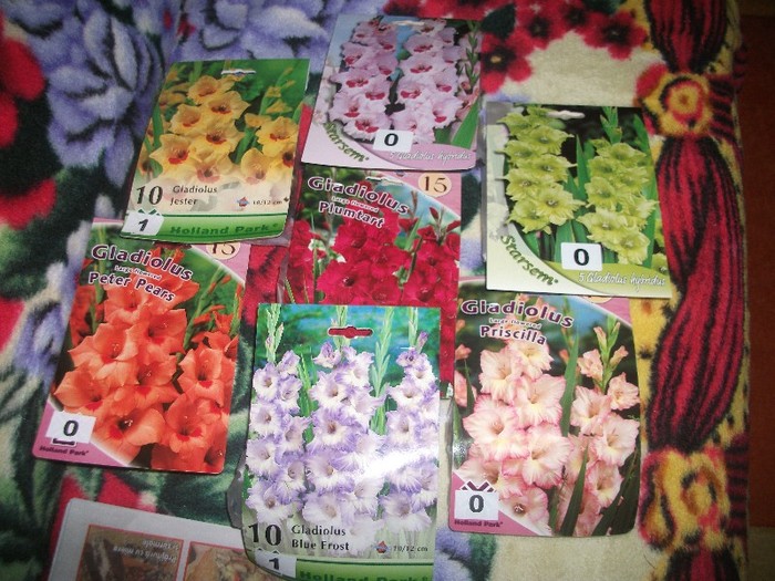 Gladioli..; Urmeaza sa ii plantez in primavara acestui an (2012)
