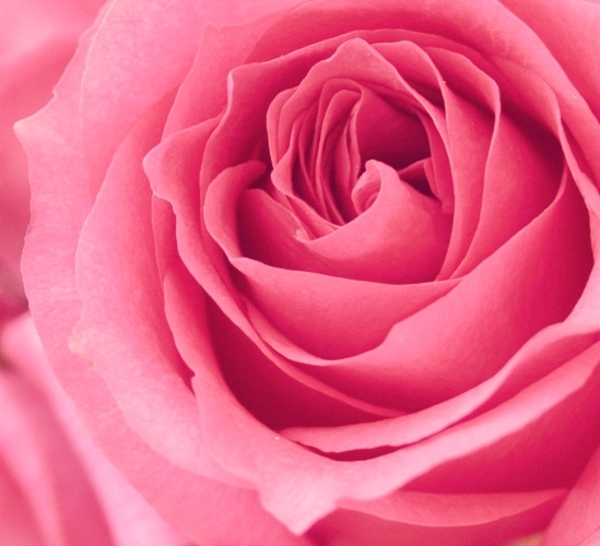 Ma_Vie_En_Rose_by_DeeMaaH