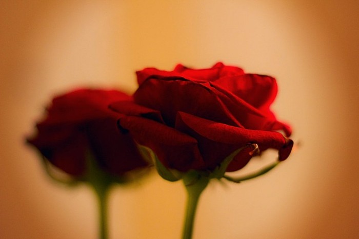 rose_by_krial6-d35ssq0 - flori si iubire