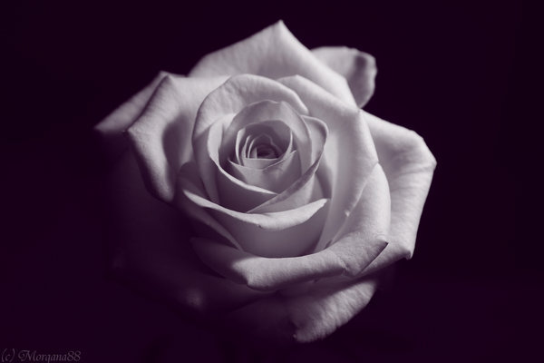 Rose_by_Morgana88