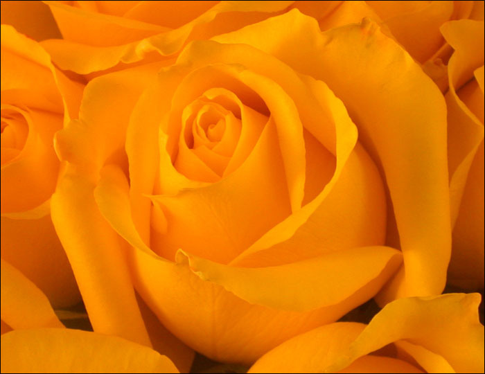 YELLOW_ROSE_64_by_THOM_B_FOTO
