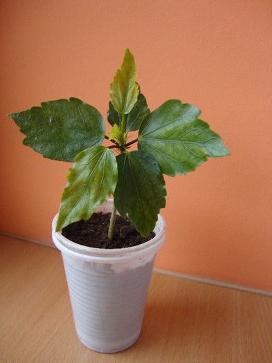 alb batut - hibiscusi