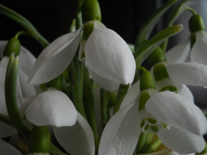 ..din grădinuţa mea