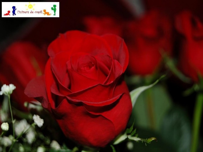 trandafiri%20valentines%20day%20wallpapers - poze cu trandafiri