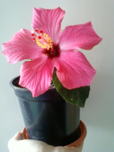 flori si seminte 008 - hibiscus