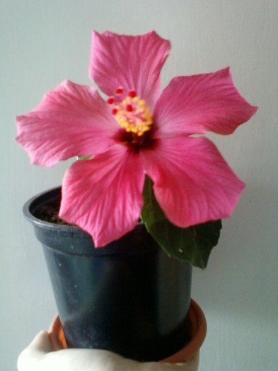 flori si seminte 010 - hibiscus