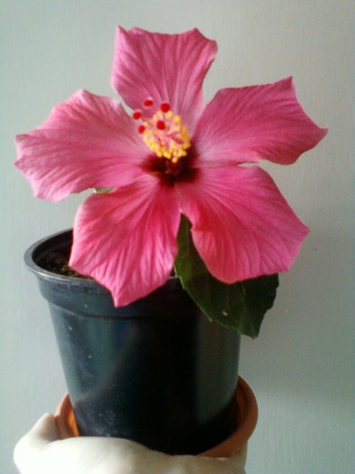 flori si seminte 012 - hibiscus
