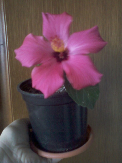 flori si seminte 004