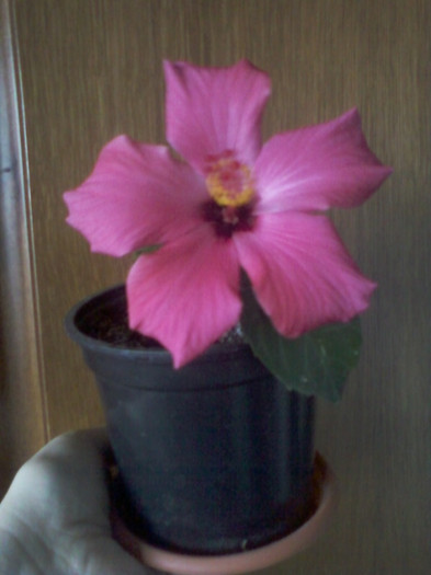 flori si seminte 005