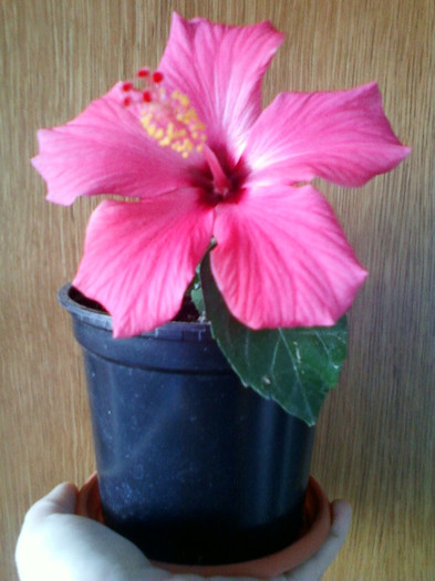 flori si seminte 007 - hibiscus