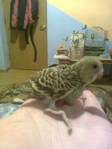 pui perus la 21 zile