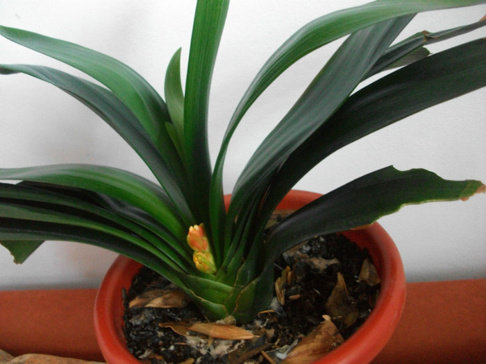 14.03.2012 - clivia