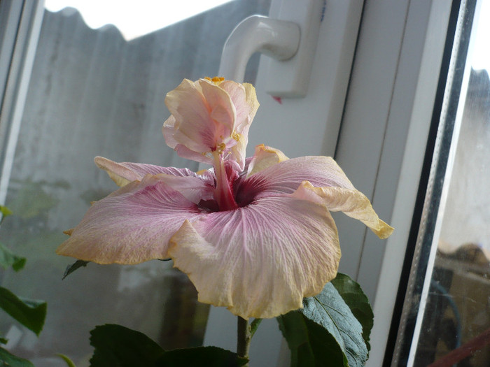 P1120004 - HIBISCUSI 2012-1
