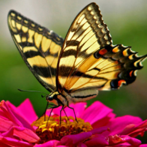 Butterfly - Fluturi