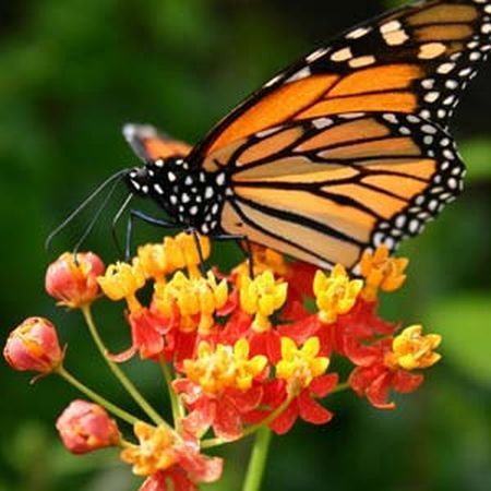how-to-attract-butterflies-to-your-bird-garden0 - Fluturi