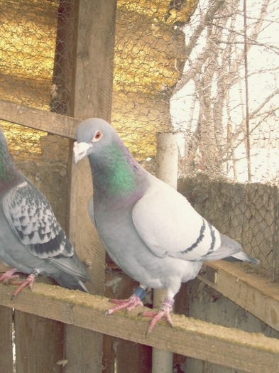 DSCN0728; Voinea Alexandru
