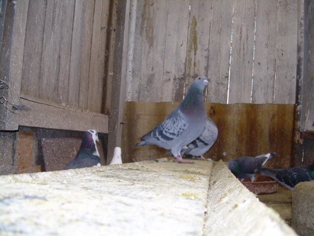 DSCN0722; Voinea Alexandru
