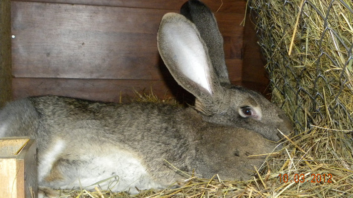 nu mai incap in cusca!!!