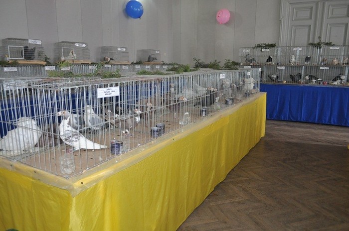 dorohoi-columbofilie-traditie-si-pasiune_13