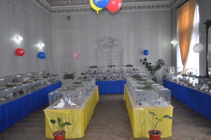 dorohoi-columbofilie-traditie-si-pasiune_15