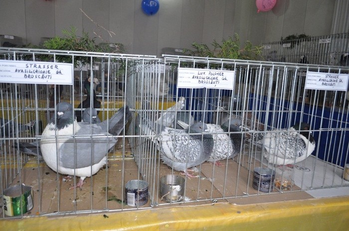 dorohoi-columbofilie-traditie-si-pasiune_18