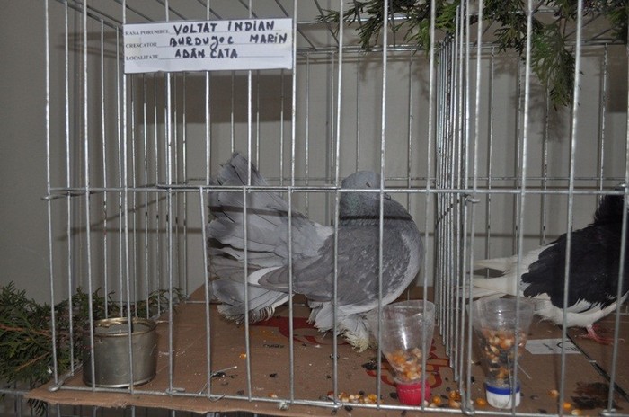 dorohoi-columbofilie-traditie-si-pasiune_19