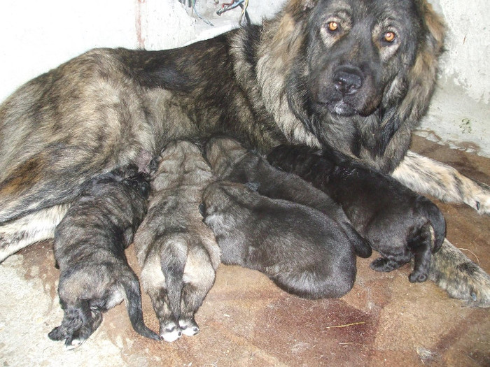 MAMA CATEILOR - PAZNICI PORUMBARIEI