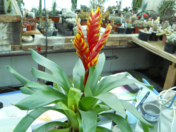 002 VRIESEA SPLENDENS; BROMELIA
