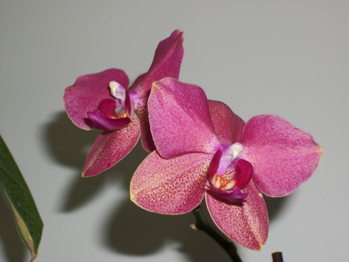 100_7606 - orhidee