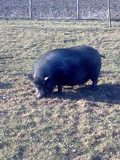 Image0968 - vind porci vietnamezi ferma mea de      80 de porci