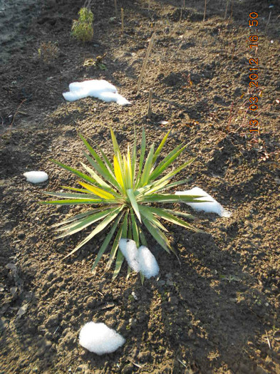 yucca