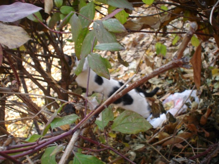 x. Ce` cauţi` acolo`?...