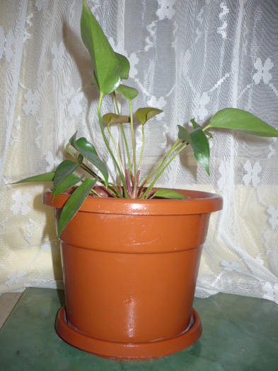 ANTHURIUM ROZ - Flori cumparate Andamanuela