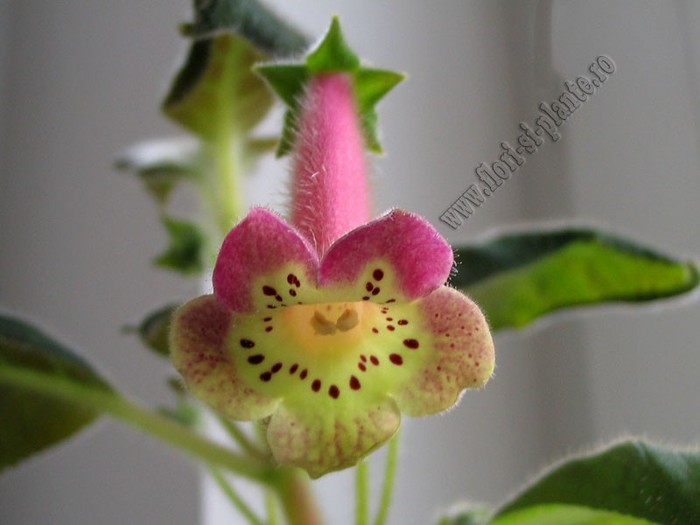 NEW - Kohleria Ylva - imagini in premiera; 2012

