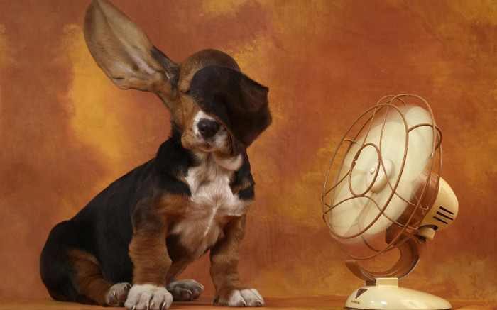 1 (46) - Wallpapers 2012 Originale