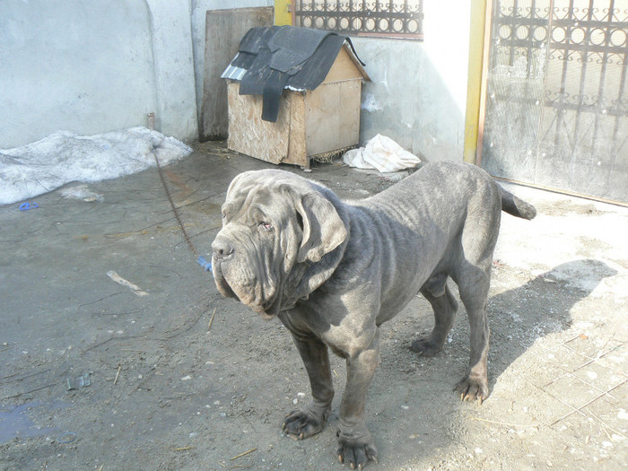 P1020736 - MASTINO