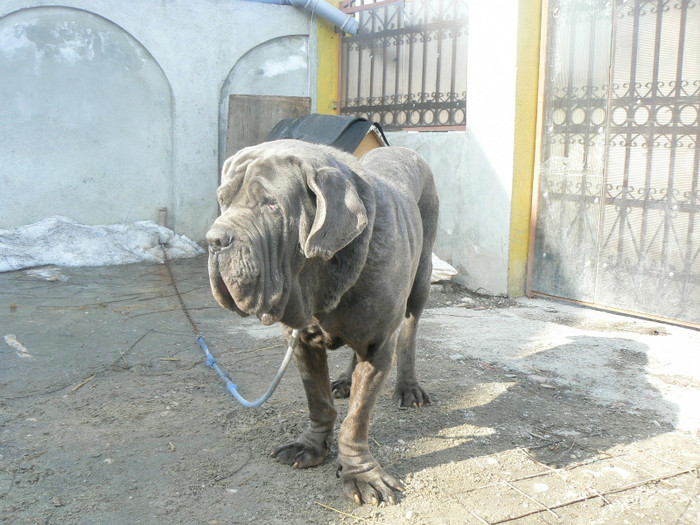 P1020750 - MASTINO