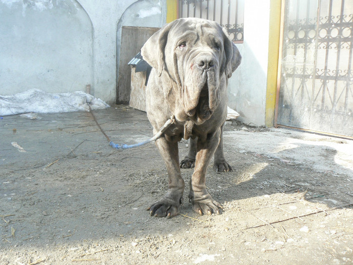 P1020752 - MASTINO