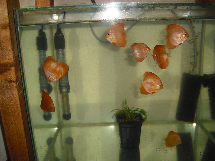 pui super red melon 4cm - My Discus fish