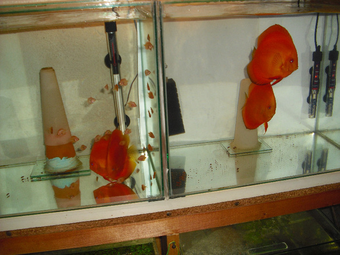 perechii super red - My Discus fish