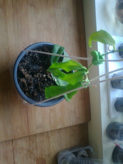 benguetensis - 0 colectie hoya 2013