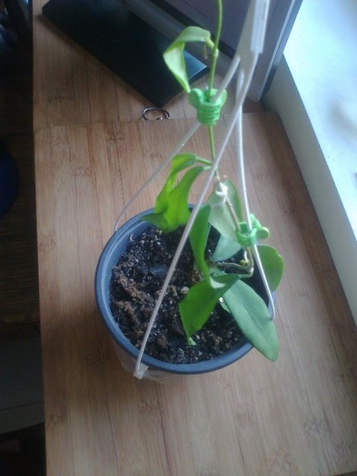 benguetensis - 0 colectie hoya 2013