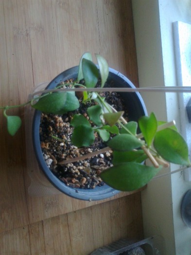 kaniakumariana bilobata - 0 colectie hoya 2013