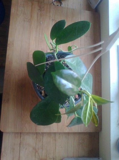 australis - 0 colectie hoya 2013