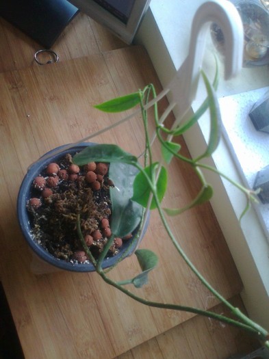 Fotografie0287 - 0 colectie hoya 2013